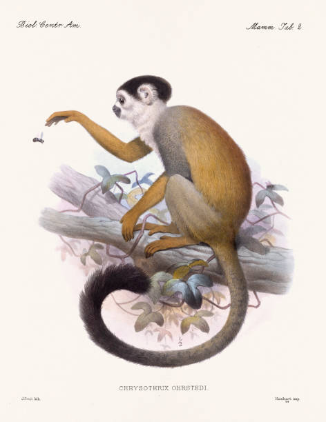 American Squirrel Monkey. Vintage zoological illustration from Biologia Centrali Americana, published in 1879. Depicts fauna native to Central America.