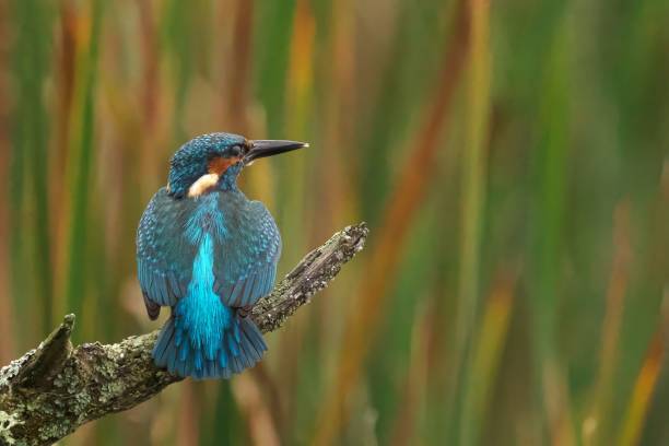 istock Vibrant Kingfisher Perched on a Branch 2187819271