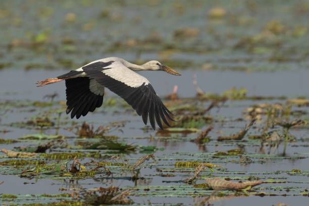 istock Stork gliding over serene wetland 2187819278