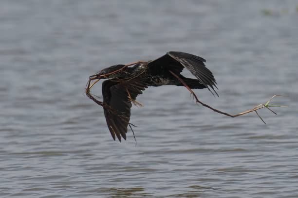 istock Bird in flight carrying twigs over a lake. 2187819284