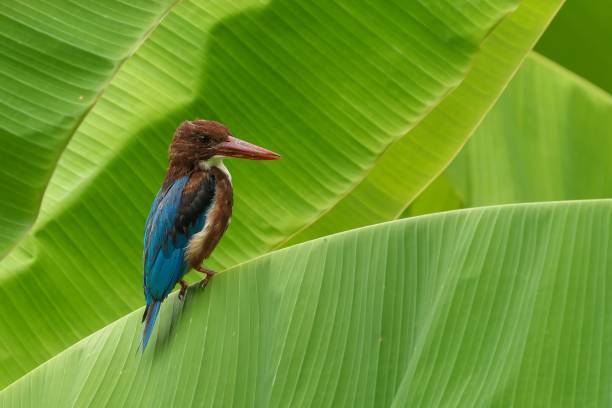 istock Kingfisher on Banana Leaves 2187819477