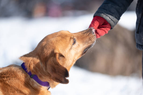 istock Dog gets  a treat 2187820687