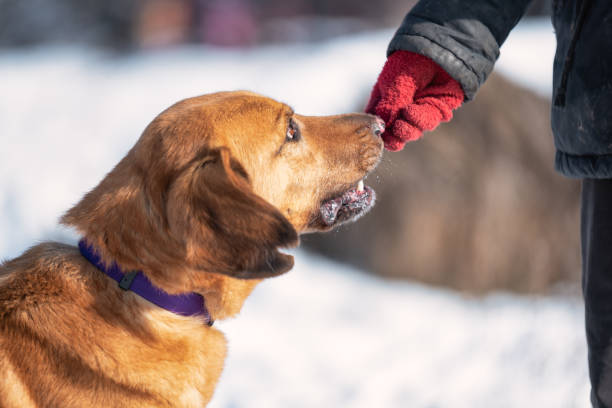istock Dog waiting for a treat 2187820812