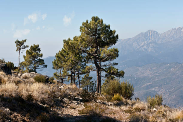 Pines in Raven cliiff and Five Villages Valley on the background. Sierra Aguda. Avila.