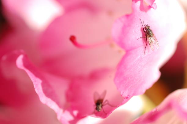 Flies on a flower on a sunny day