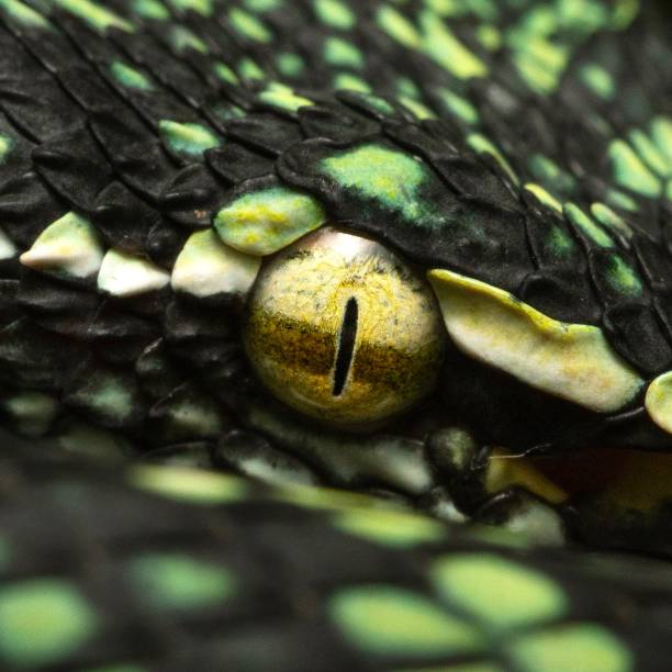 istock Eye of the Viper 2187824242
