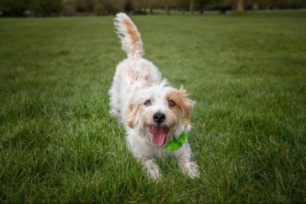 istock Jack Russell Terrier on Windsor Long Walk down low looking very happy and ready for play 2187824375