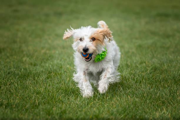 istock Jack Russell Terrier on Windsor Long Walk running with her ball 2187824400