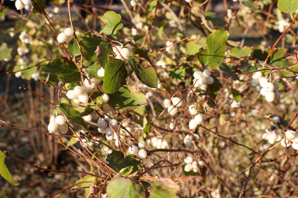 Snowberry Bush in Autumn Sunlight. Close-up of a snowberry bush with white berries and green leaves, illuminated by warm autumn sunlight in a natural outdoor setting.