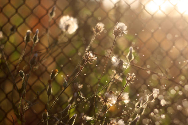 close up of grass with the sun shining through.