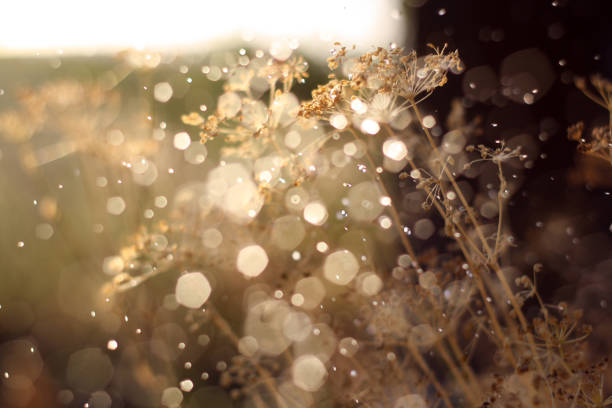 close up of grass with the sun shining through.