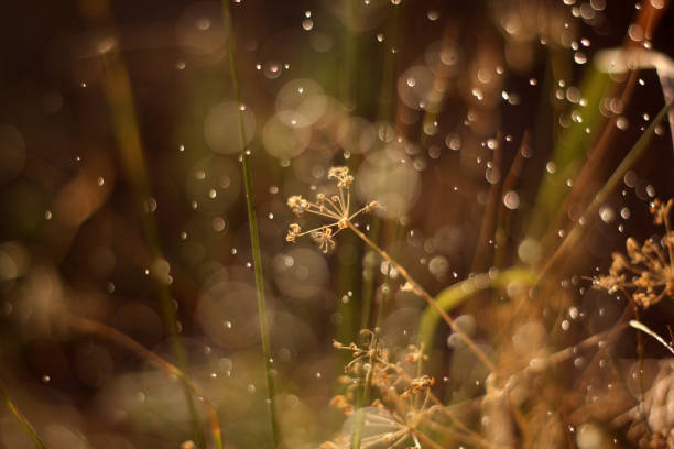 close up of grass with the sun shining through.