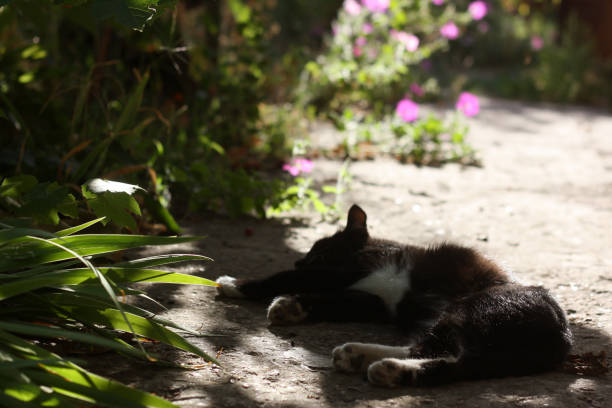 cat with a black spot on its face is laying in the grass.