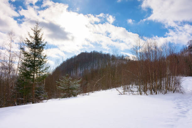 forest on the hill in winter. ourdoor adventure. cloudy weather. uzhanian national park. remote countryside
