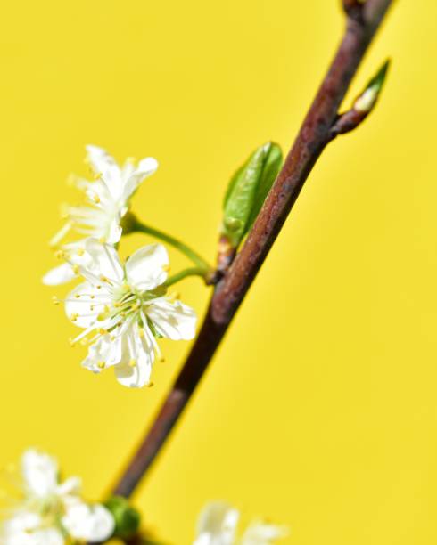 Close-up of a white flower on a branch against a vibrant yellow background, showcasing springtime beauty and contrast.