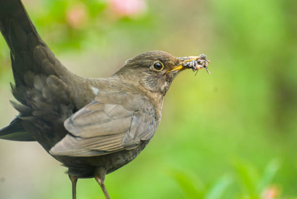 istock Springtime brings new and fresh life 2187830506