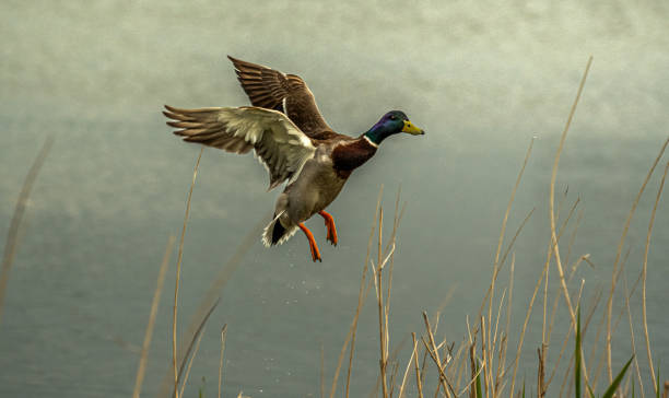 istock The amazing take-off 2187830525
