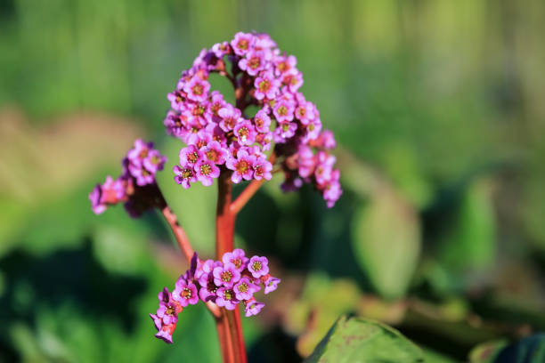 Blooming purple medical plant Bergenia Cordifolia, closeup