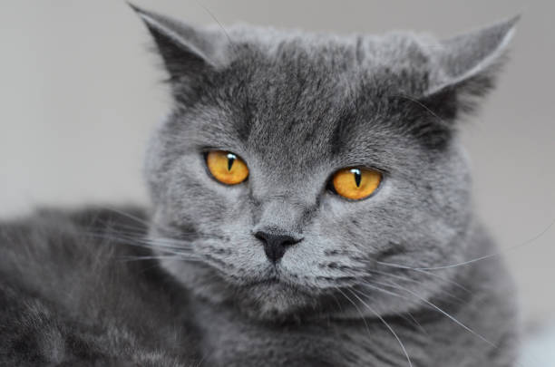 istock A British cat with a thoughtful gaze. 2187832467