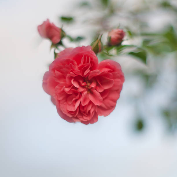 One  romantic pink rose with blurry background taken with a vintage lens.