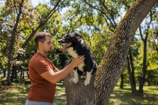 istock Man with Border Collie Dog in Park 2187837021
