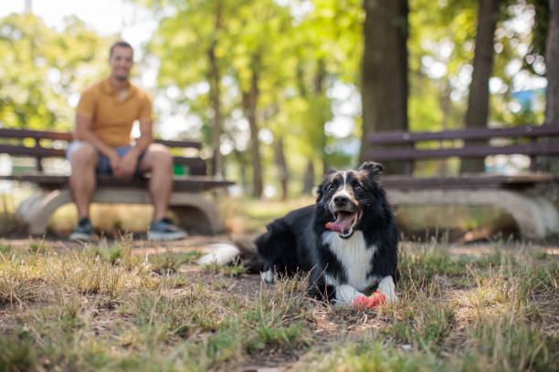 Border Collie dog lying and relaxing after playing with owner, who is sitting on a bench behind him.