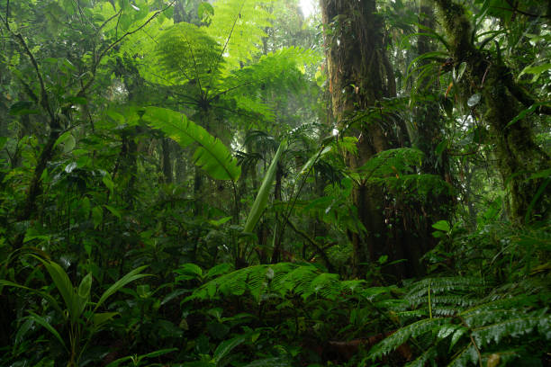 istock Tropical rain forest in Costa Rica 2187838073