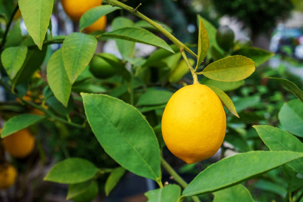 istock Close-up of a lemon fruit hanging on a tree 2187838235