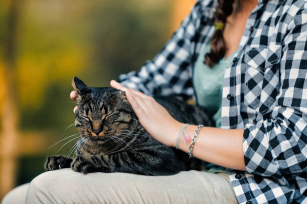 istock Girl gently caressing a tabby cat lying on her legs 2187840171