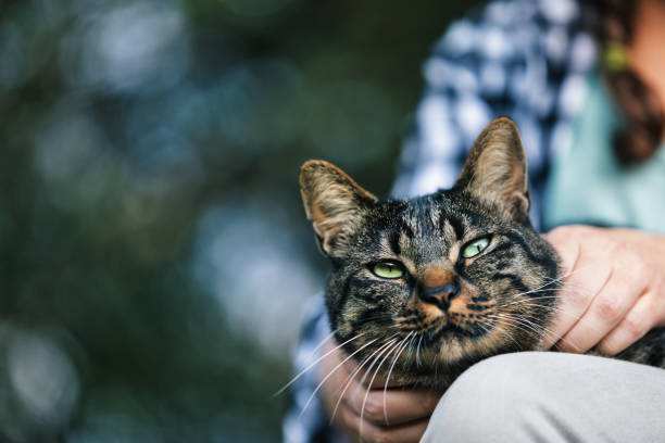 Tabby cat enjoys sun and affection in owner's lap outdoors, showing bond and happiness between pet and mature adult
