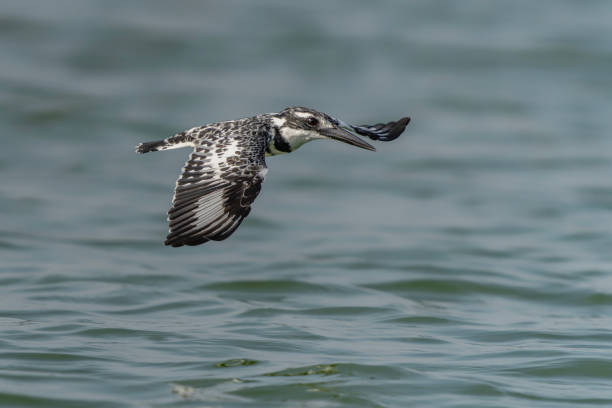 istock Pied kingfisher (Ceryle rudis) in flight. 2187840505