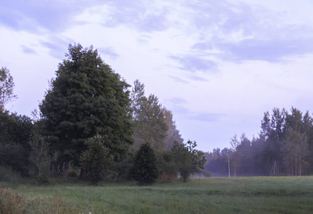 Rural field with a wild grass wildflowers in a mist.