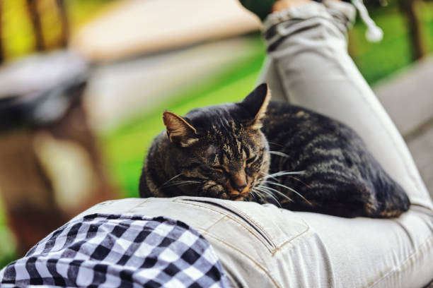 Portraits of pets and their human - Portrait of an orange cat and a blurred middle-aged woman in the background on a balcony
