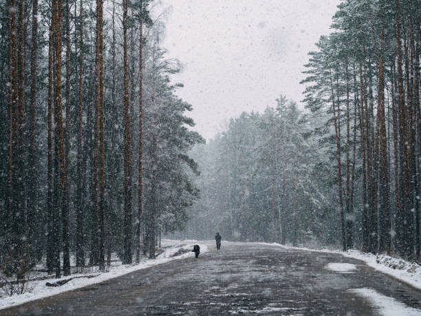 Winter road , pine forest. Snowfall. A man walks with a dog