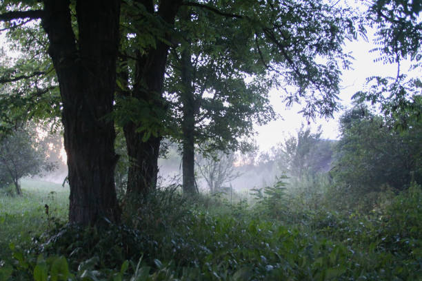 Rural field with a wild grass wildflowers in a mist.