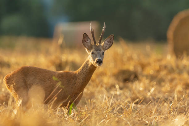 istock A roe deer standing in a grain field 2187846369