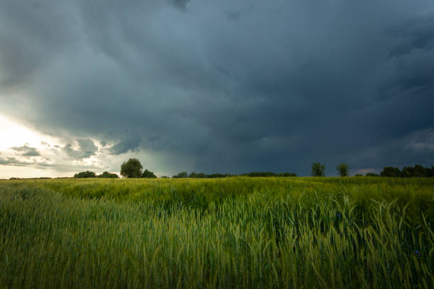 istock Storm front with dark rain cloud over green grain field 2187846386