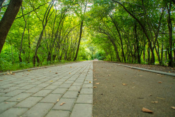 Narrow paved road in a summer park with a side road for bicycles. An old walking path between trees.