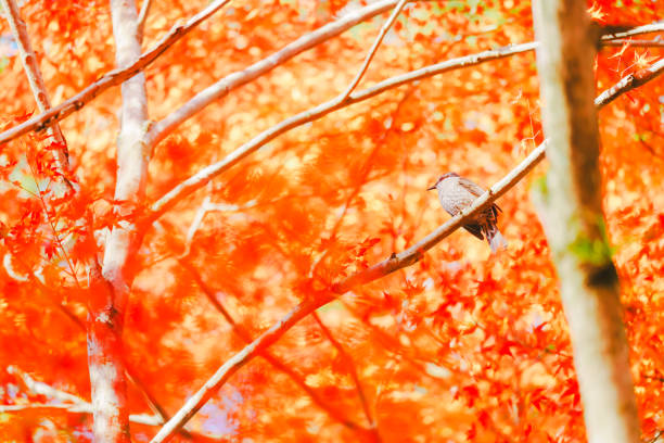 Beautiful Color leaves  at Kyoto.