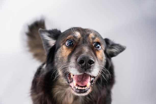 istock Funny face of a long-haired mixed breed dog. 2187848599