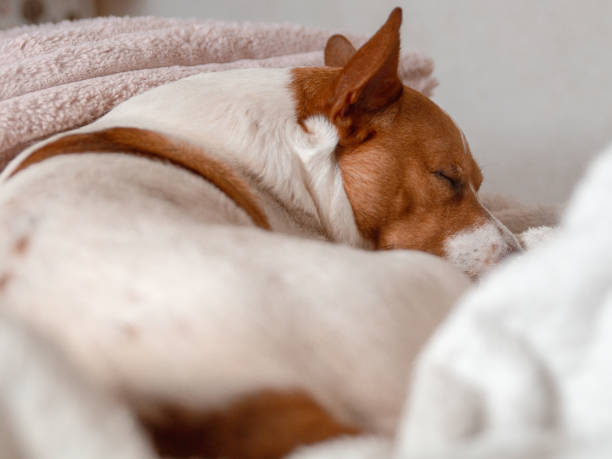 istock close up of a dog sleeping 2187848612