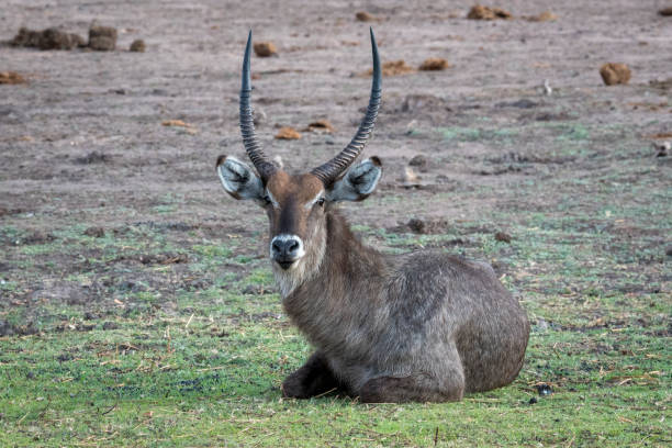 istock Waterbuck Male 2187848949