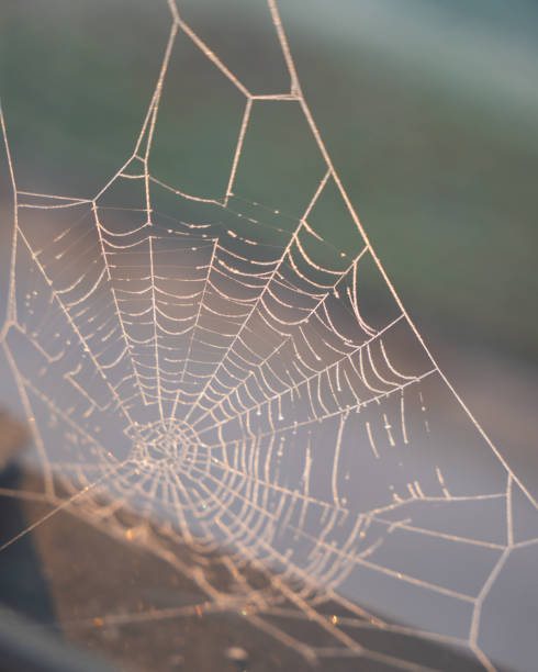 istock a frosted spider web on the window with droplets. 2187849143