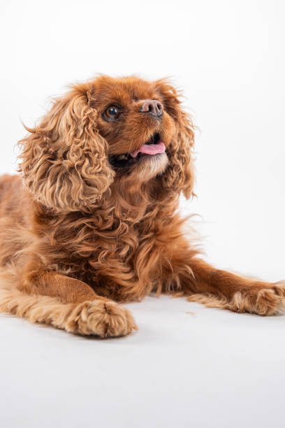 istock Cavalier King Charles Spaniel on white background looking up. 2187849417