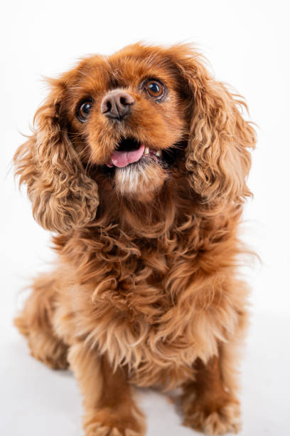 istock Cavalier King Charles Spaniel on white background looking up. 2187849427