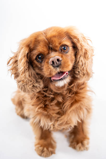 istock Cavalier King Charles Spaniel on white background looking up. 2187849803