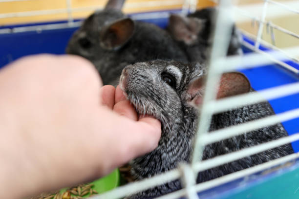 istock People care for and play with chinchillas. 2187853121