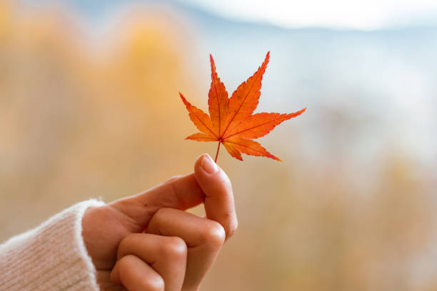 istock Maple leaves, autumn colors in Japan 2187854353