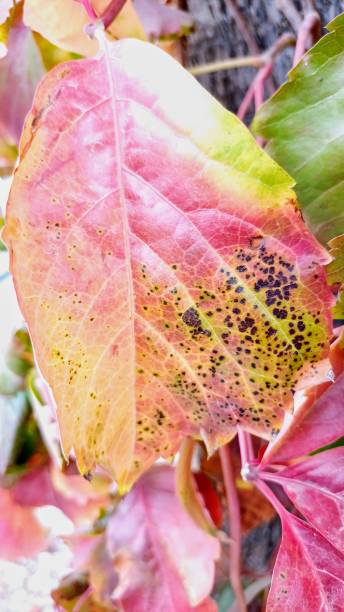 istock orange leaves, autumn colors. 2187854621
