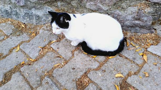 istock Black and white street cat. 2187854631